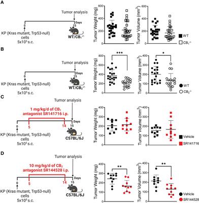 Cannabinoid receptor 2 plays a pro-tumorigenic role in non-small cell lung cancer by limiting anti-tumor activity of CD8+ T and NK cells